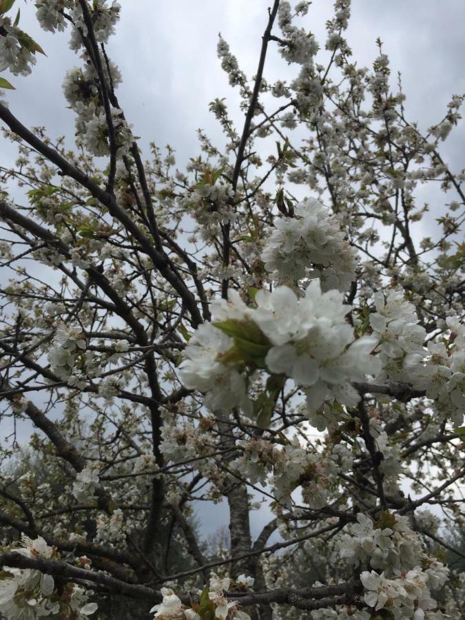 Giardino Di Potentino Seggiano Eksteriør billede